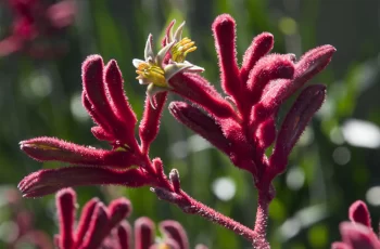 What Is Kangaroo Paw Flower And What Are Its Skincare Benefits?