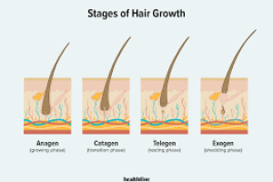 How long does it take for hair to grow?