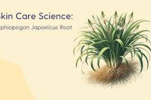 Ophiopogon Japonicus Root in Skin Care