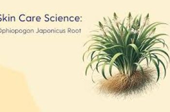 Ophiopogon Japonicus Root in Skin Care