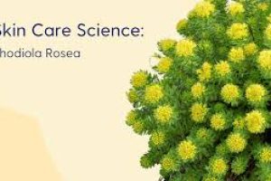 The Science of Rhodiola Rosea in Skin Care