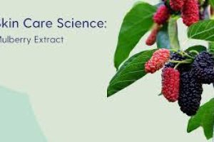 The Science of Mulberry Extract in Skin Care