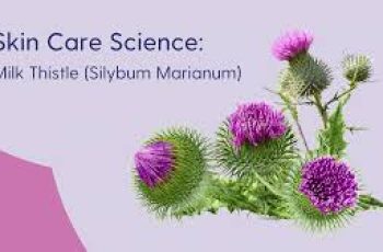 The Science of Milk Thistle Extract in Skin Care