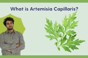 Artemisia Capillaris in Skin Care