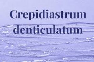 Crepidiastrum Denticulatum Extract (Pollux CD) in Skin Care