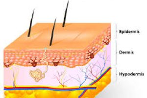 How Do Moisturizers Work?