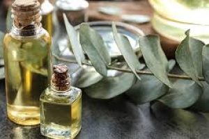 Eucalyptus Oil in Skin Care: Benefits, Uses, and Safety Tips