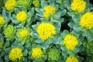 Skincare Meets Nature: Why Rhodiola Rosea Is Trending
