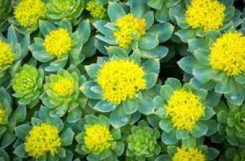 Skincare Meets Nature: Why Rhodiola Rosea Is Trending