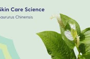 Exploring the Skincare Benefits of Saururus Chinensis (Chinese Lizard’s Tail) Exploring the Skincare Benefits of Saururus Chinensis (Chinese Lizard’s Tail)