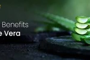 Aloe Vera in Skin Care: Healing Benefits and Safety Tips
