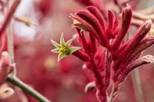 Kangaroo Paw Flower: Natural Skincare’s Powerful Anti-Aging Secret