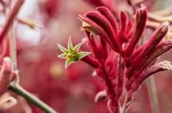 Kangaroo Paw Flower: Natural Skincare’s Powerful Anti-Aging Secret Kangaroo Paw Flower: Natural Skincare’s Powerful Anti-Aging Secret