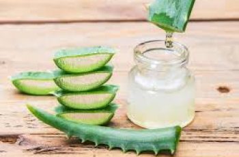 Aloe Vera in Skincare: Nature’s Soothing, Healing, and Hydrating Miracle Aloe Vera in Skincare: Nature’s Soothing, Healing, and Hydrating Miracle